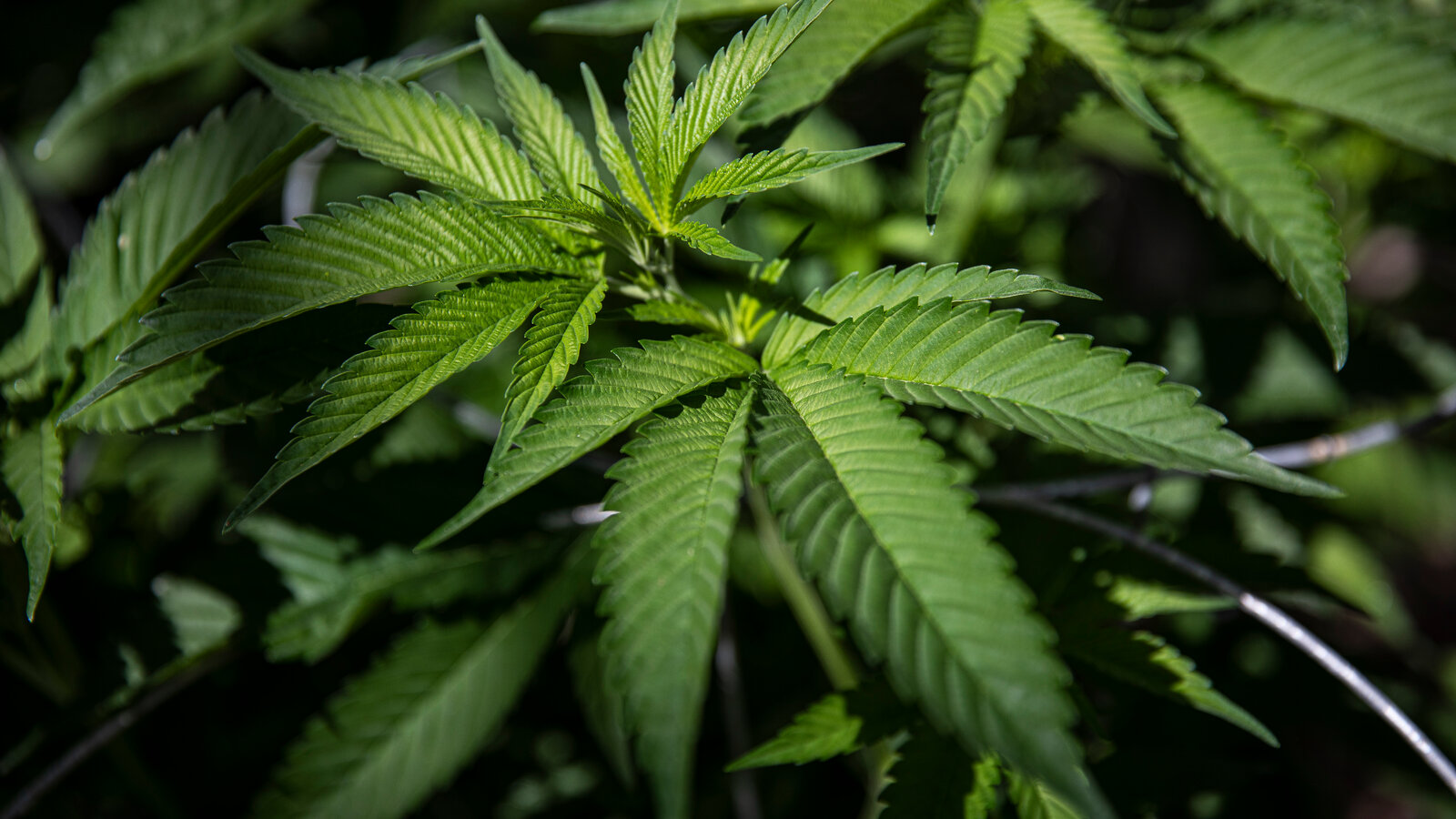 Rushville Is a Part of A Larger Marijuana Decriminalization Effort.!