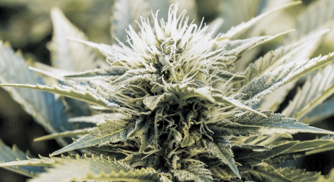 Khalifa Kush, Wiz Khalifa's Own Medical Marijuana Brand, Is Being Promoted While He Is in Town.