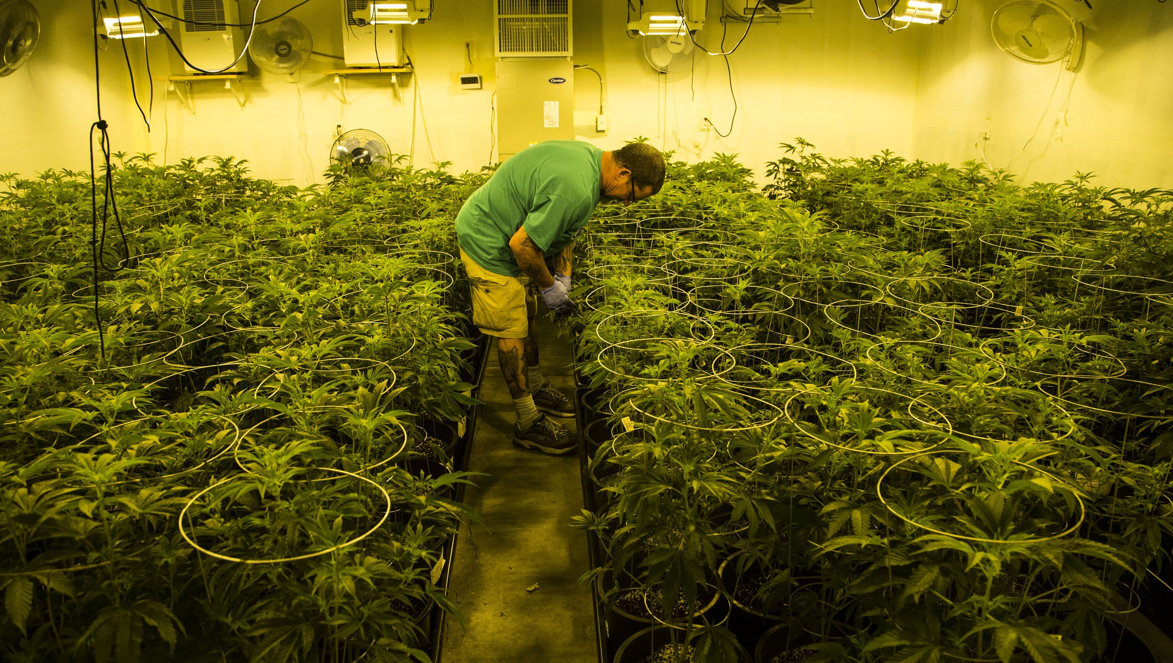Bill Punishing Illegal Pesticides Will Protect Medical Marijuana Patients, Congressman Says At Hearing!