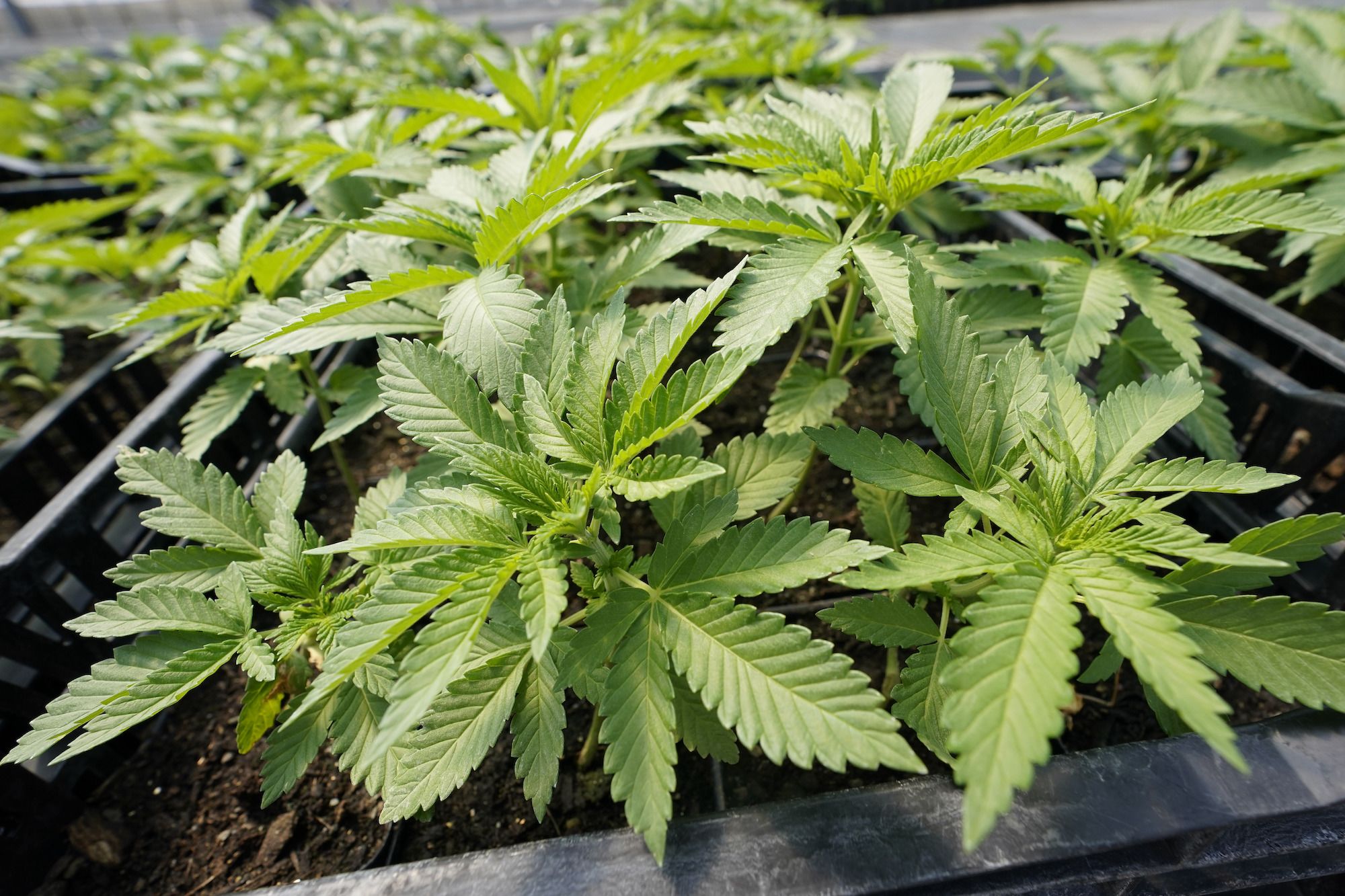 Local Marijuana Tax Ballot Measures Pass All Around Missouri!