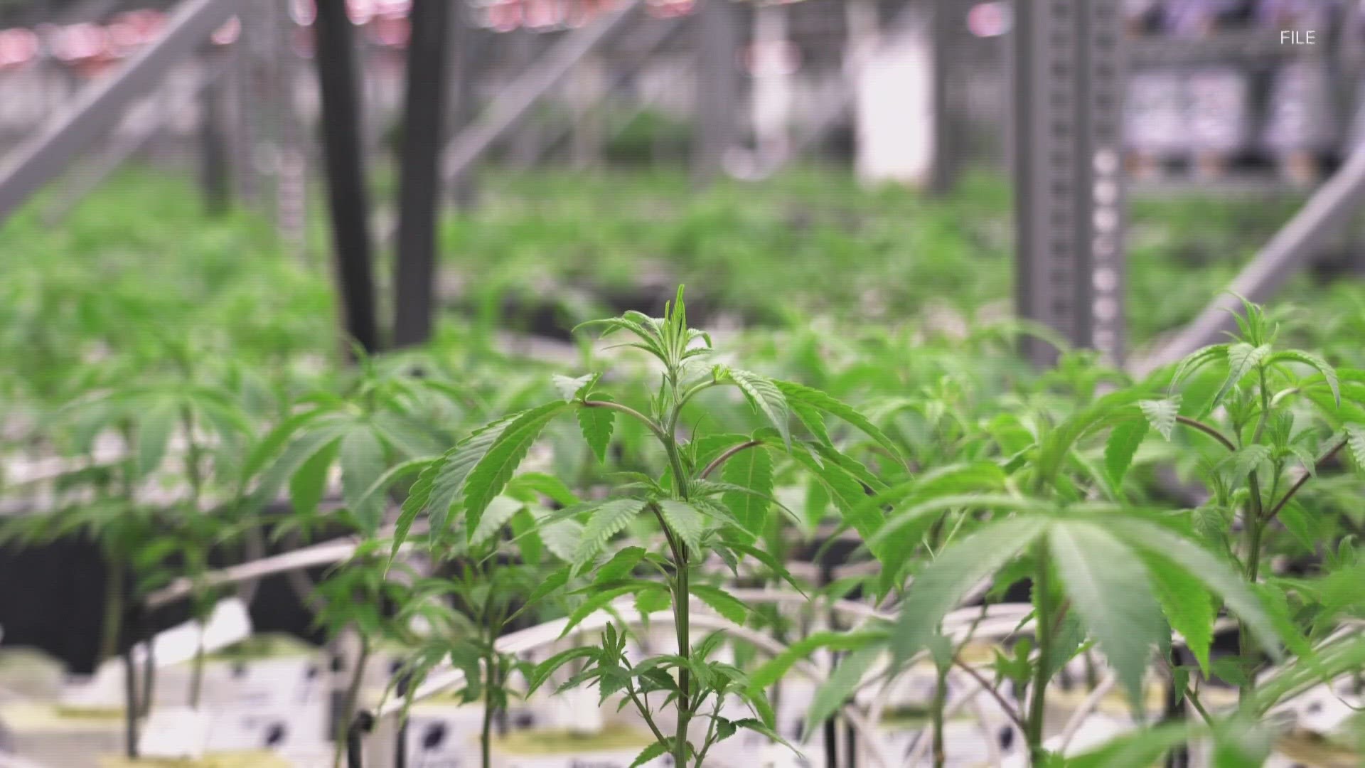 Kentucky Senate Passes Bill Allowing the Use of Medical Marijuana