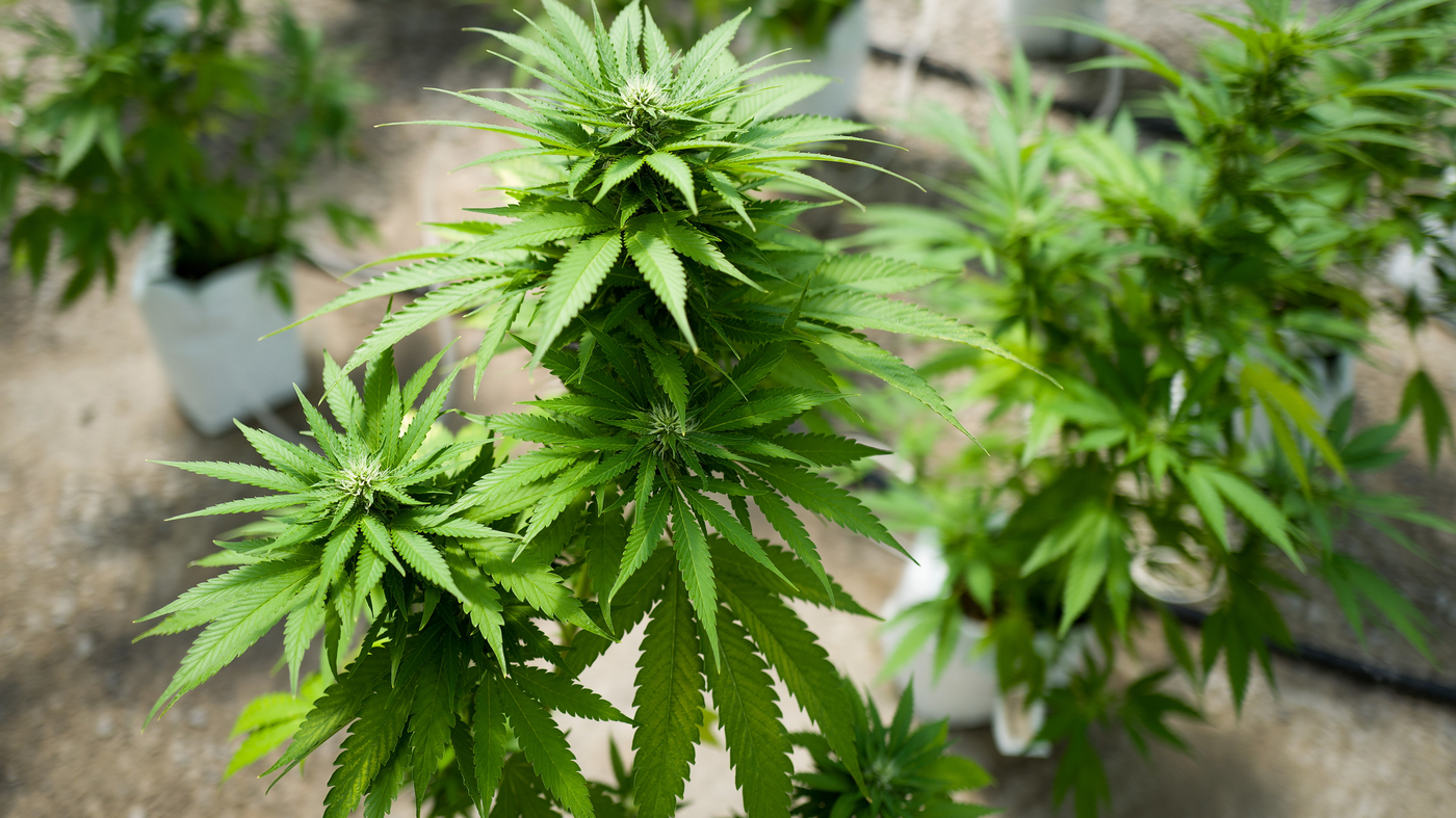 Hawaii Health Department Says Legalizing Psychedelics Is A ‘More Meaningful’ Step Than Creating A Study Group!