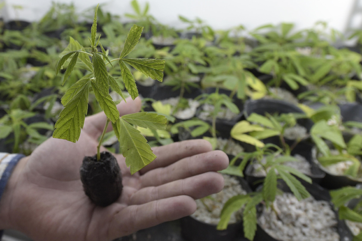 One Year After New Jersey Legalized Marijuana For Recreational Use, The Senate President Wants To Make Changes, Such As Limiting Home Grows