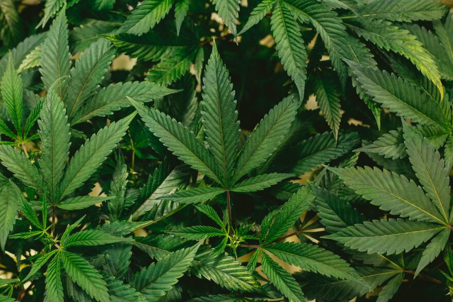 The Speaker of The North Carolina House Says That A Medical Marijuana Bill That Has Been Approved By The Senate Has A Better Chance Of Passing Than Ever Before!