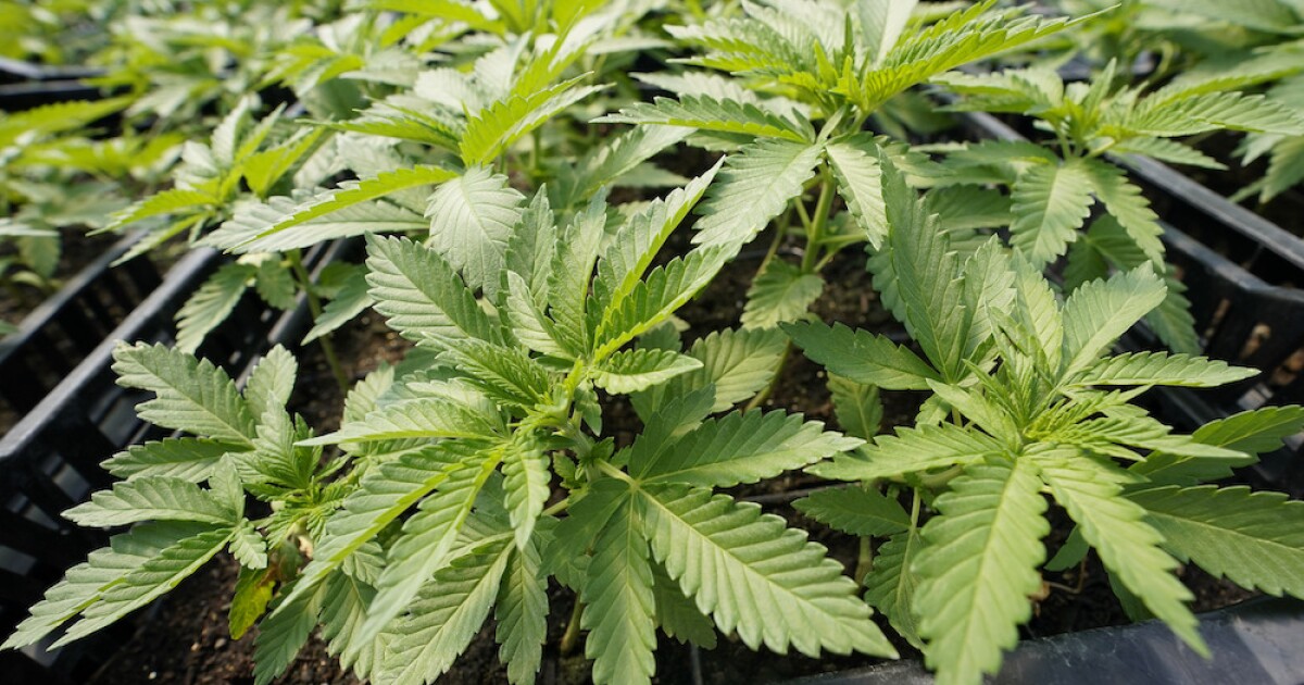 Washington Lawmakers Set To Enact Interstate Marijuana Sales Bill!