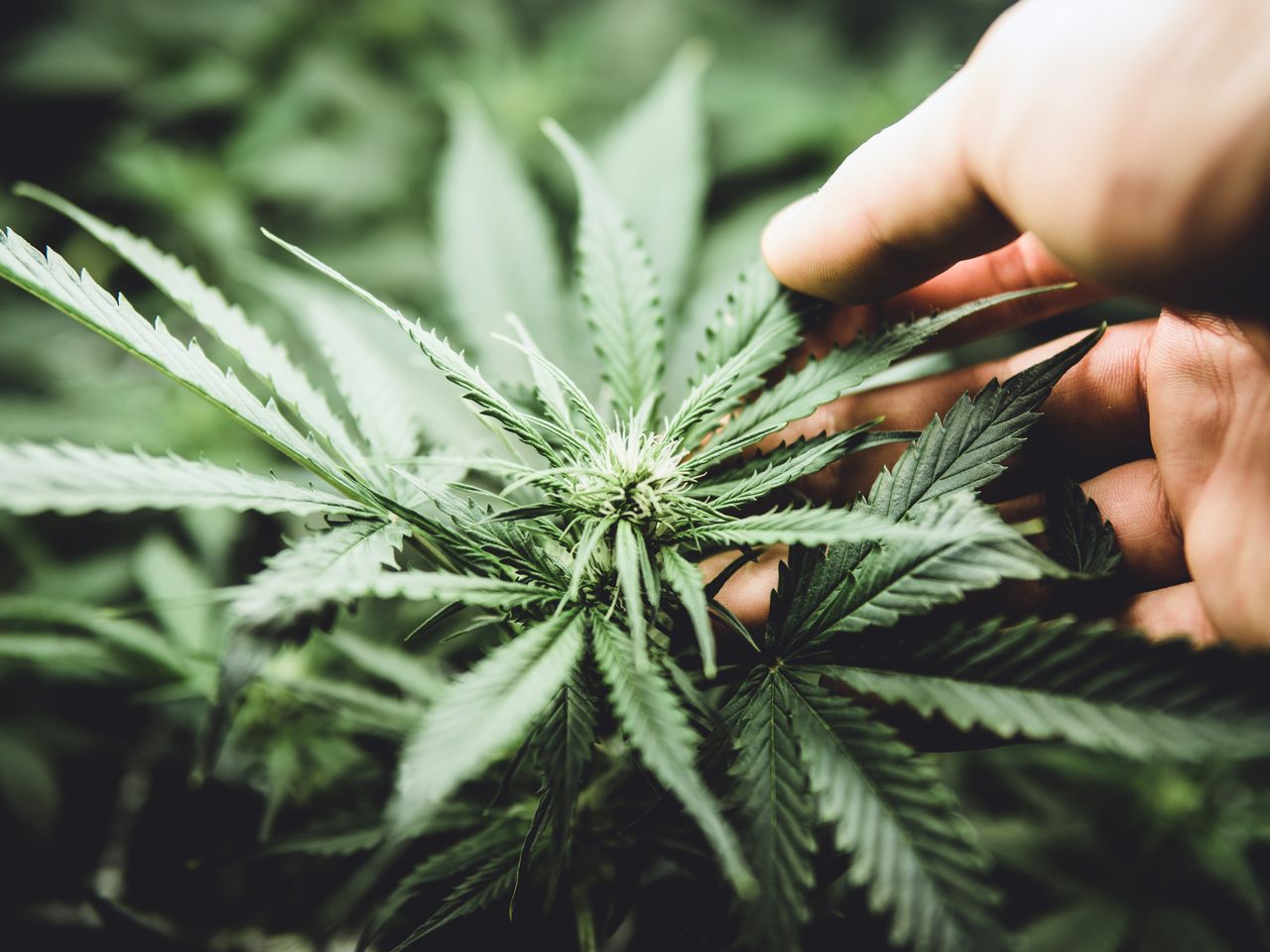 D.C. Medical Marijuana Expansion Bill Eliminating Licensing Caps Becomes Law Following Congressional Review!