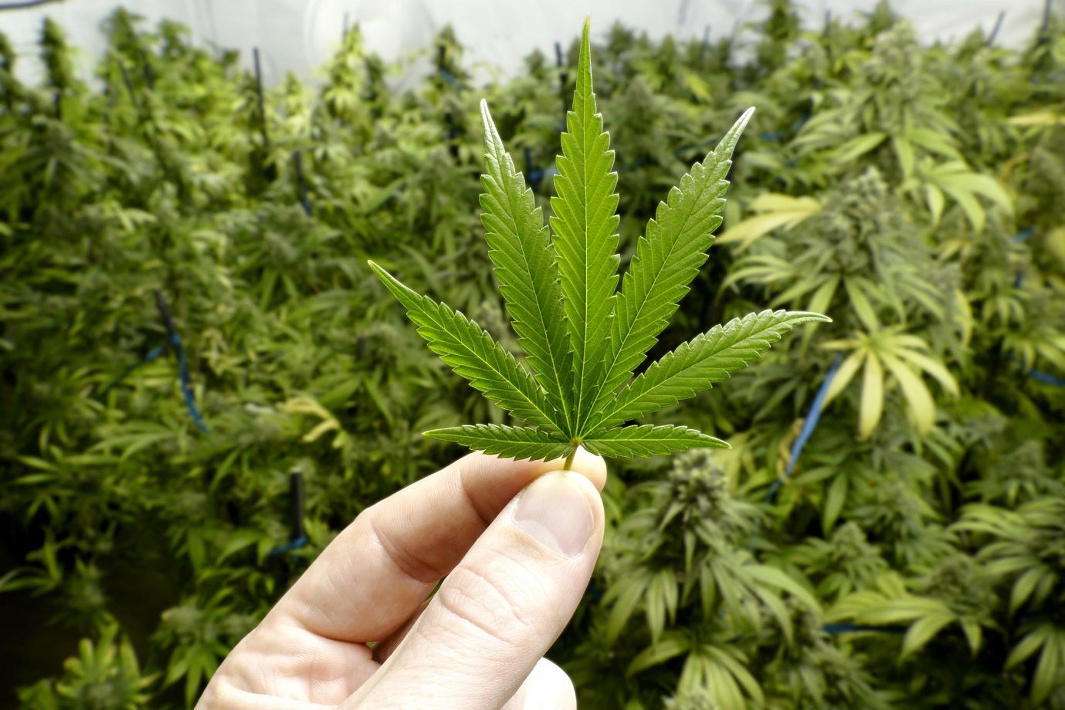The Kentucky Senate Votes To Make Medical Marijuana Legal, And It Looks Like This Will Become Law