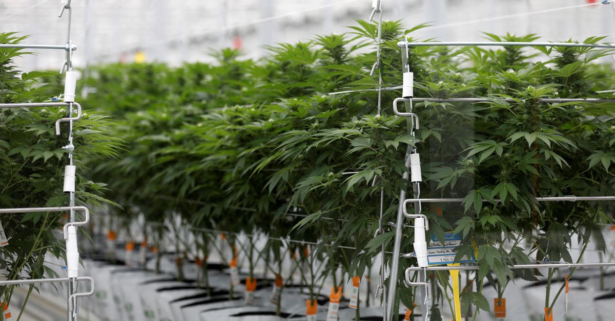 Arkansas Lawmakers Pass A Bill To Protect The Right Of People Who Use Medical Marijuana To Carry Guns!