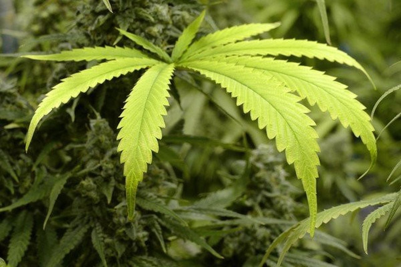 The Governor Of Kentucky Urges Voters To Put Pressure On Lawmakers To Pass A Bill To Legalize Medical Marijuana This Week!