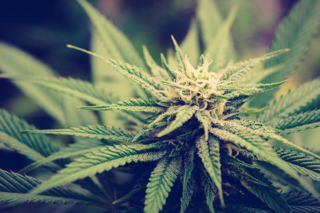 cannabis deficiencies