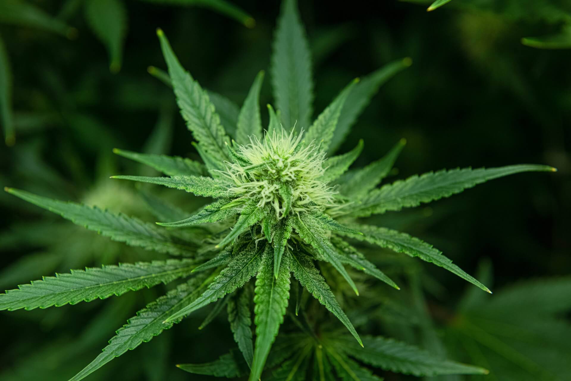 Washington Lawmakers Set To Enact Interstate Marijuana Sales Bill!