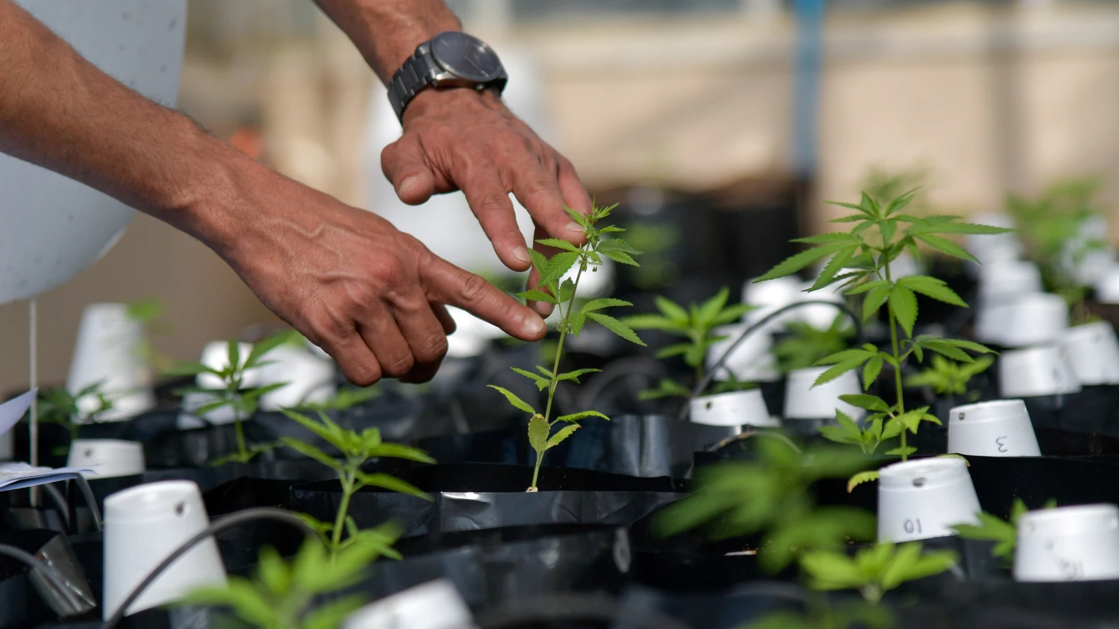 The Illegal Marijuana Market Is Affecting The Legitimate Industry.
