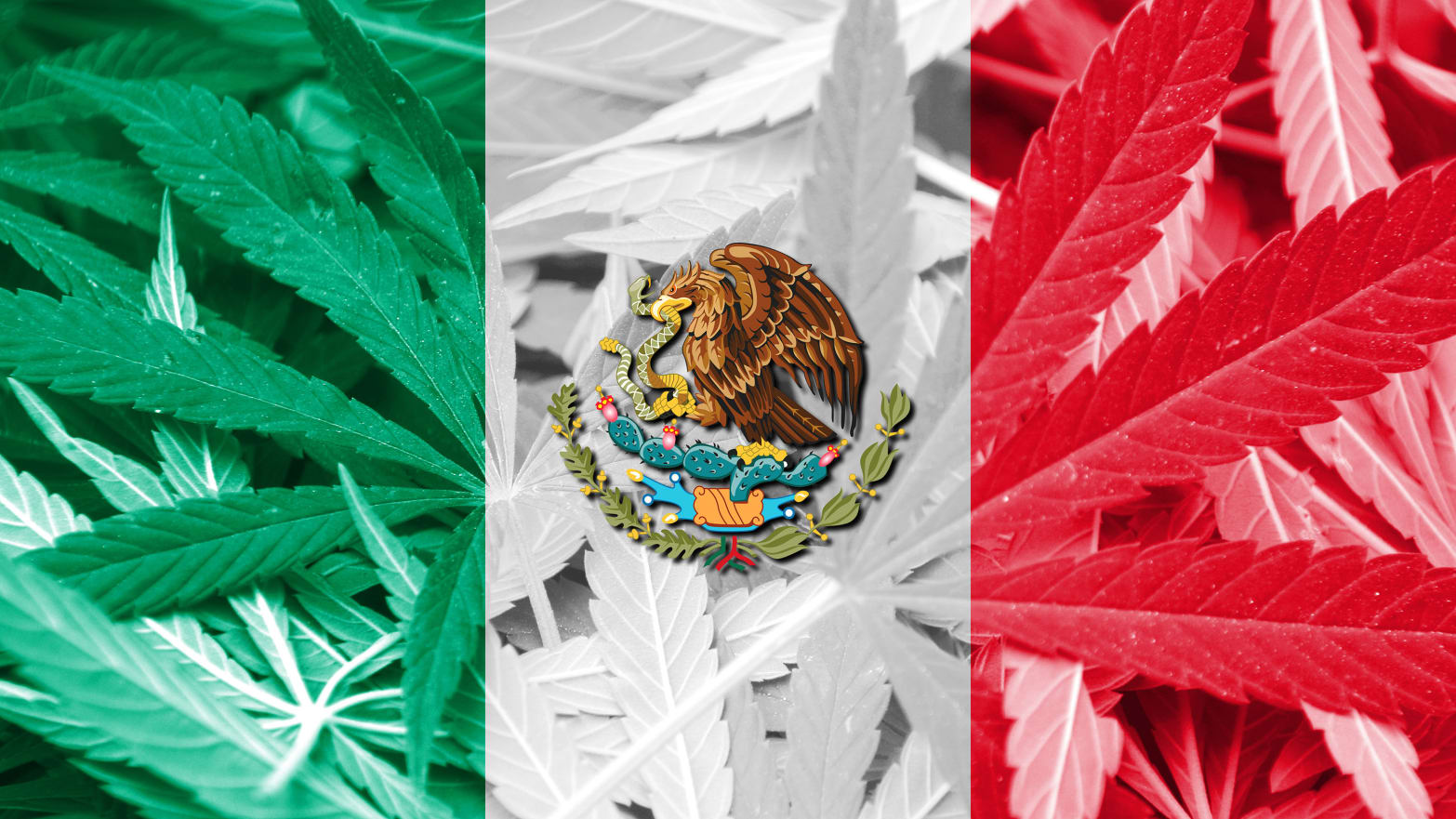 The Sinaloa Cartel's "Narco Juniors" Are Taking Inspiration From California's Stores For Their Marijuana Objectives!