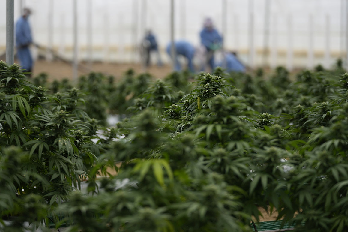 Is The Legal Weed Industry Doomed To Be Controlled By Big Businesses?