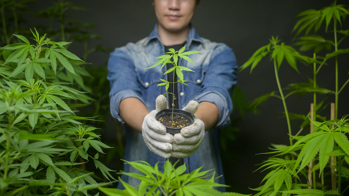 A National Oversupply Of Weed Is Affecting Prices To Drop And Putting Businesses At Risk!