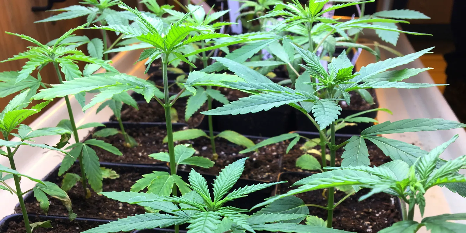 Most Marijuana Facilities In Missouri Applied For New Licenses!