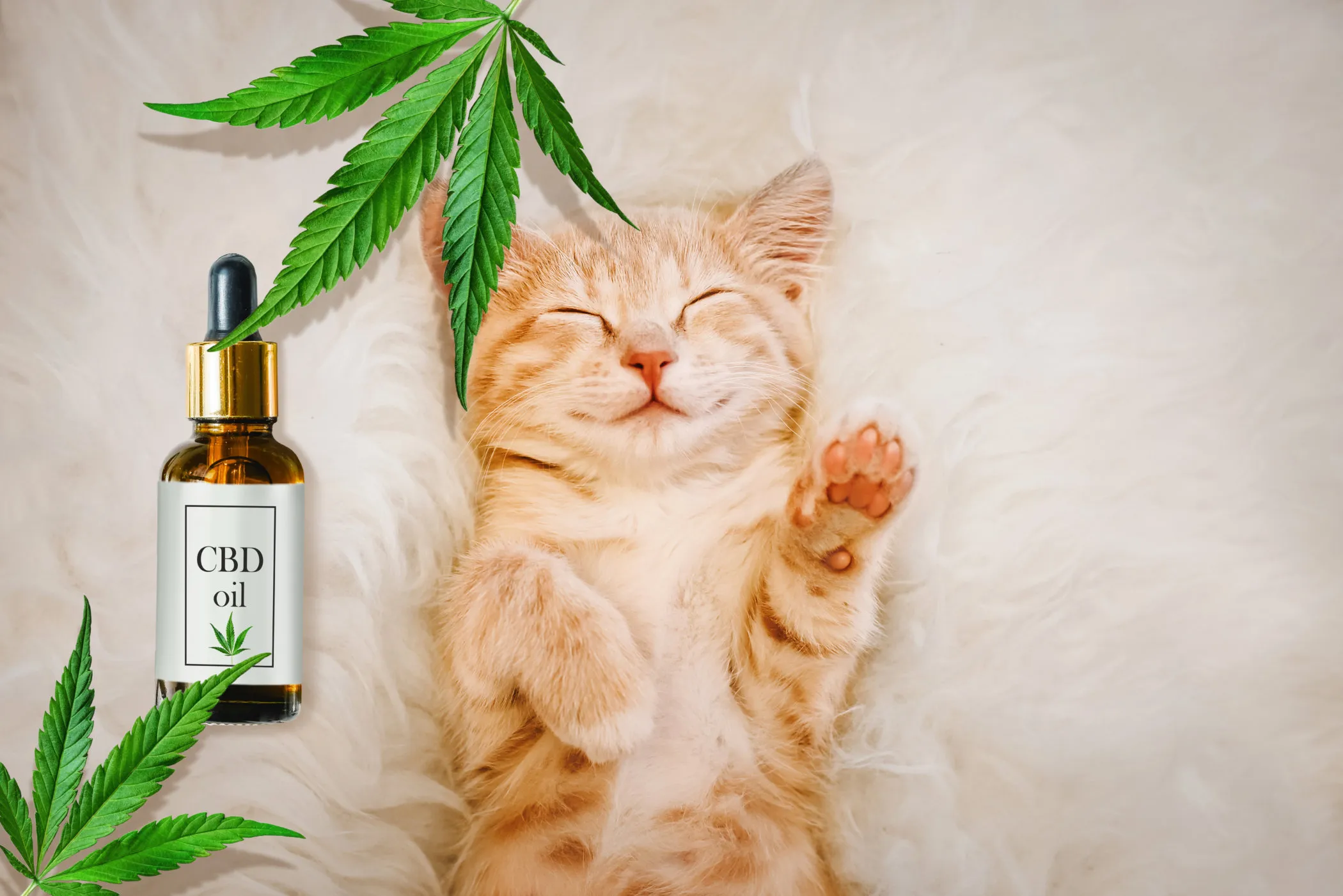 cbd for cats