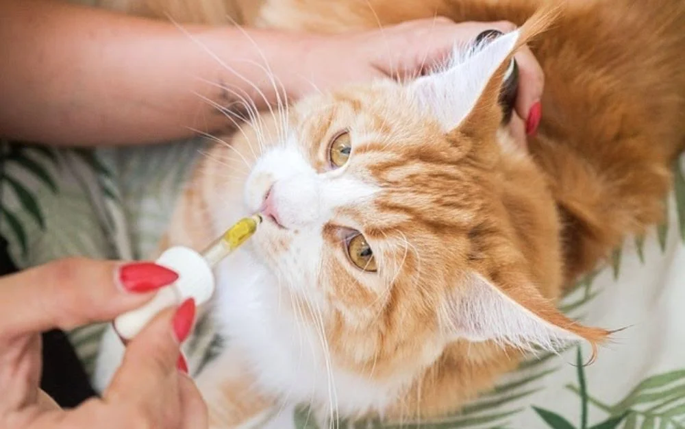 cbd for cats