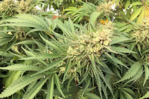 A Banking Bill Sponsored by Weed Is Facing Difficulties, but It Won't Solve Everything
