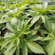 The First Legal Marijuana Dispensary Will Open in Manhattan!