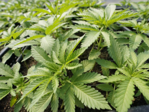 The First Legal Marijuana Dispensary Will Open in Manhattan!