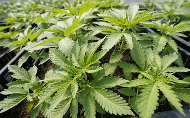The First Legal Marijuana Dispensary Will Open in Manhattan!