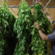 A National Oversupply Of Weed Is Affecting Prices To Drop And Putting Businesses At Risk!
