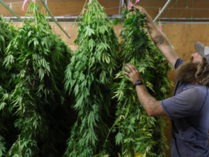A National Oversupply Of Weed Is Affecting Prices To Drop And Putting Businesses At Risk!