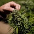 The District of Columbia is Planning To Legalize Medical Marijuana Gift Stores!