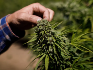 The District of Columbia is Planning To Legalize Medical Marijuana Gift Stores!