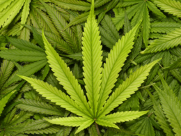 Cannabis Relieved Pain For A Dying Cancer Survivor, His Hospital Contacted The Police!