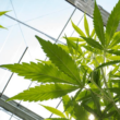 Reports Say That Marijuana Banking Won't Be Included in The Spending Bill
