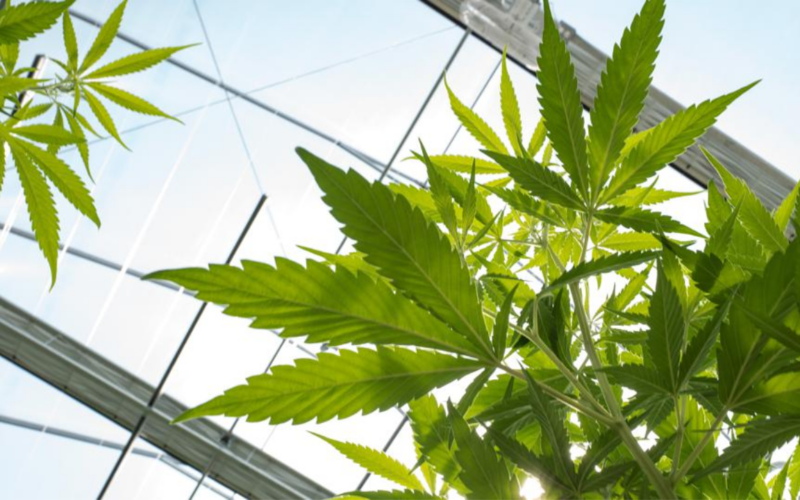 Reports Say That Marijuana Banking Won't Be Included in The Spending Bill
