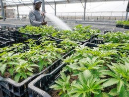 New Jersey Adult-Use Sale Of Marijuana Hit $100 Million For First Time In Latest Quarter!