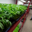Most Marijuana Facilities In Missouri Applied For New Licenses!