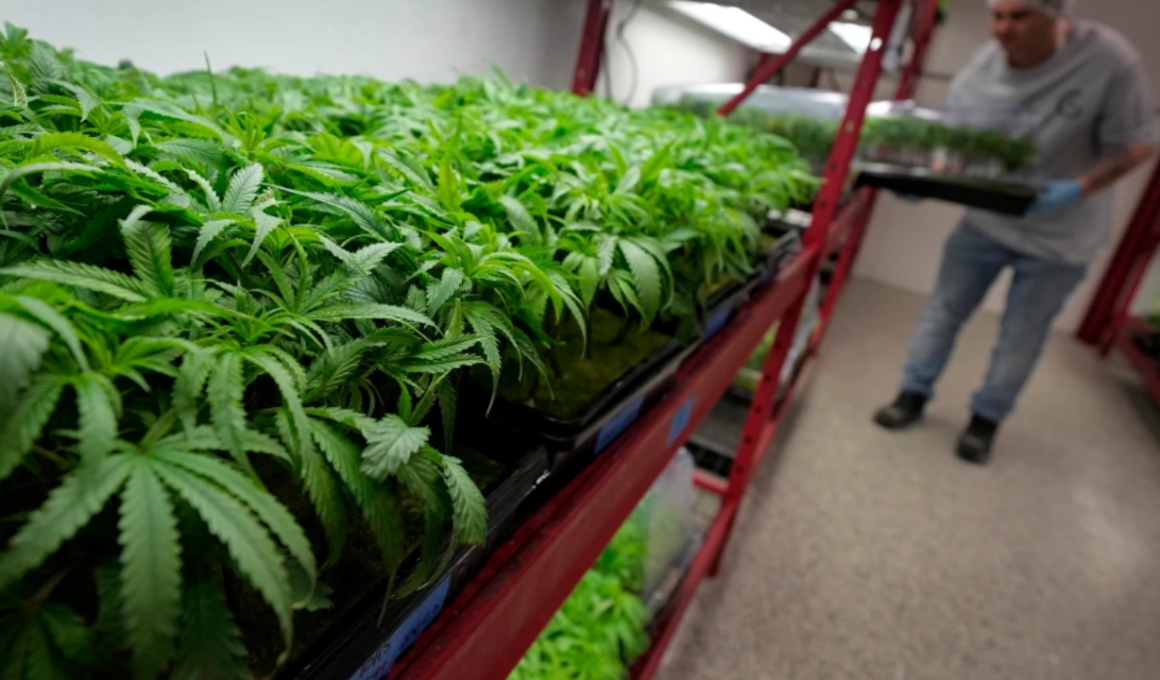 Most Marijuana Facilities In Missouri Applied For New Licenses!