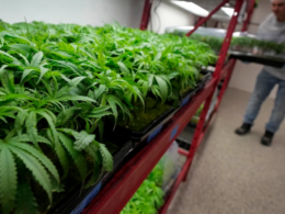 Most Marijuana Facilities In Missouri Applied For New Licenses!