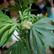 The Problem of Low-Cost Alternatives in the Marijuana Market!
