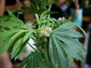 The Problem of Low-Cost Alternatives in the Marijuana Market!