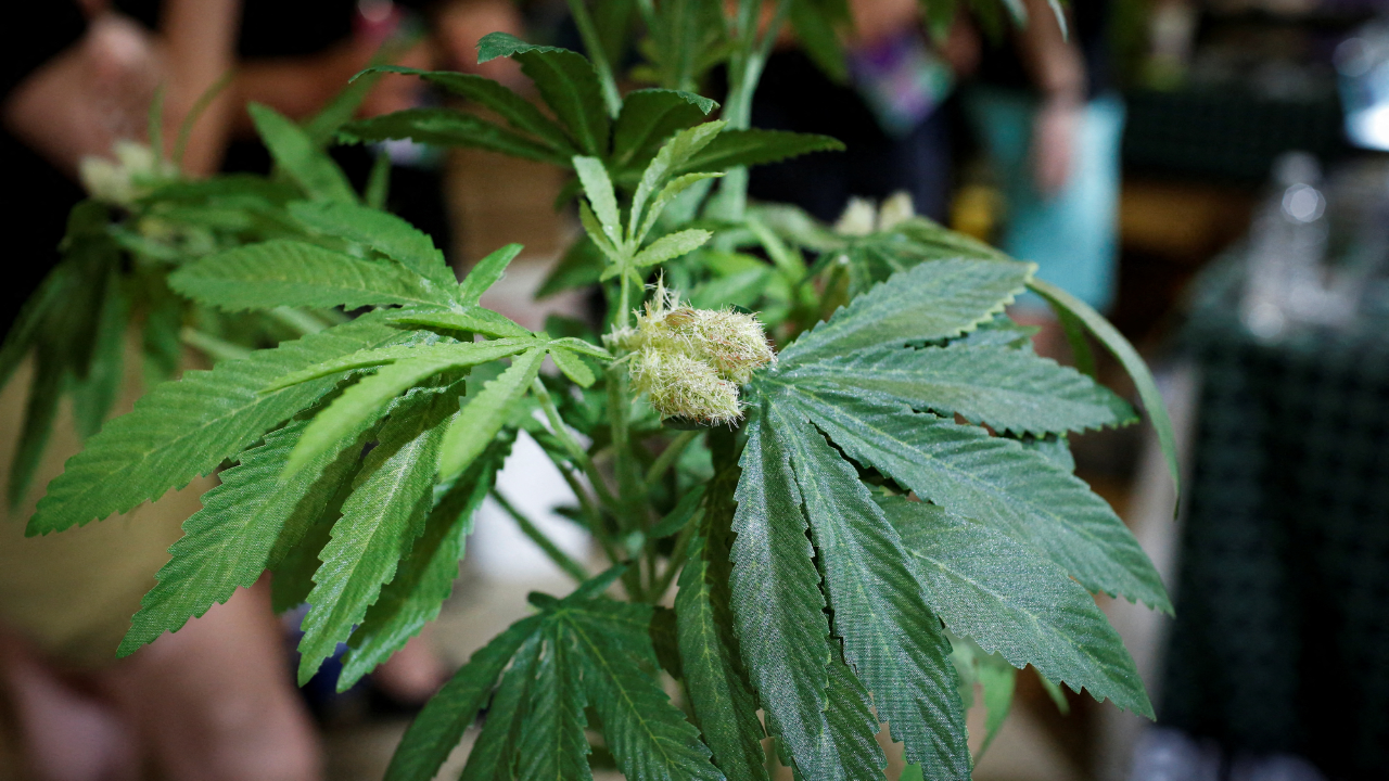 The Problem of Low-Cost Alternatives in the Marijuana Market!