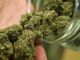 Schumer Criticizes GOP For Marijuana Financial Failure, Says He'll ‘go Back At It Next Year'!