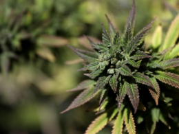 Marijuana Supporters Surprised After Mc Connell's Opposition That Destroys The Banking Bill!