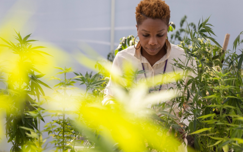 City Awards First 33 Adult-Use Marijuana Commercial Licenses Under Updated Ordinance!