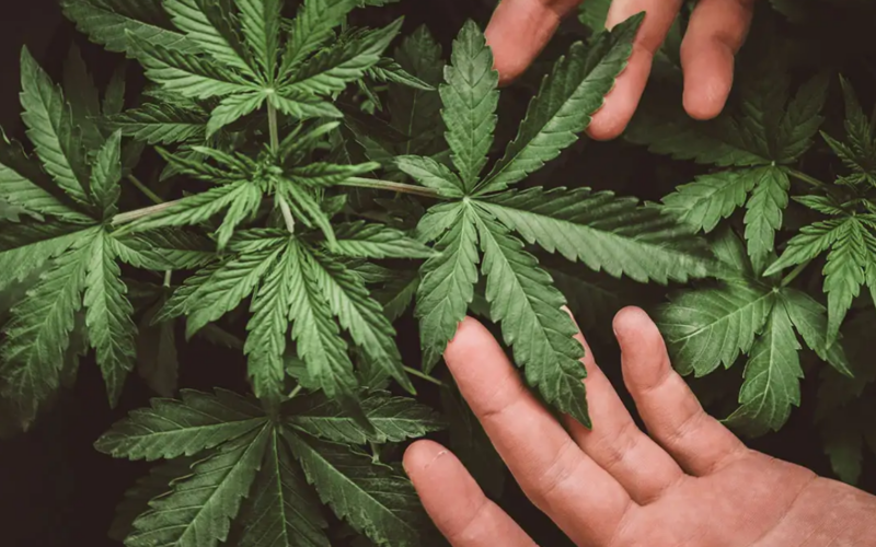 Twitter Will No Longer Make Drug Treatment Suggestions To Users Who Search For "Marijuana"!