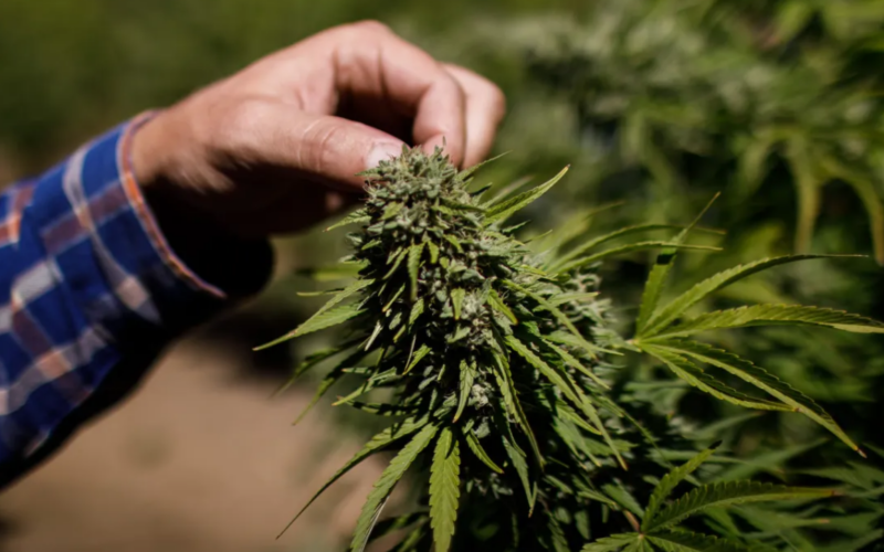 How Revivals Converted New York Into Weed City?