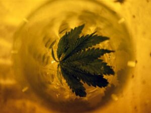 Hampshire Collaborate on A Bill to Legalize Marijuana