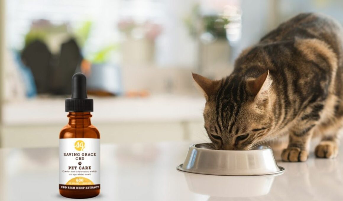 cbd for cats