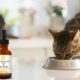 cbd for cats