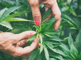 Marijuana industry sales slow down after pandemic surge