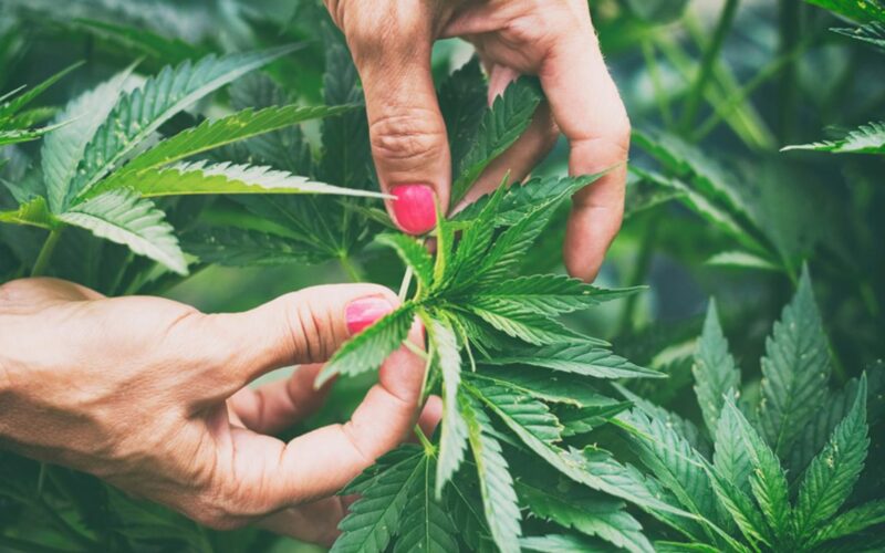 Marijuana industry sales slow down after pandemic surge